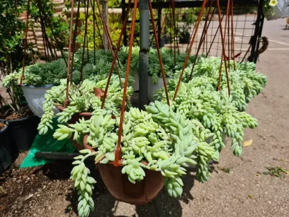 צורית מורגן בקערת תליה