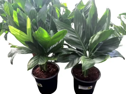 חמדוראה מטאליקה – דקל מתכתי לצל מואר בבית