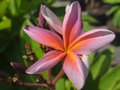 פריחת פלומריה מטאליקה אפור מתכתי וכתום עז