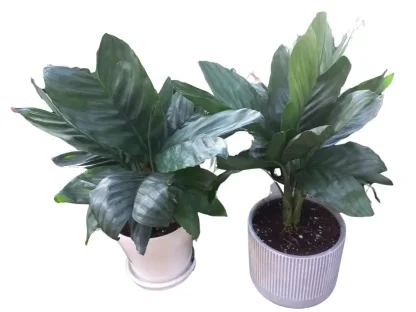 חמדוראה מטאליקה שתולה בקרמיקה אלגנטית לבית