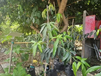 מנגו הודי `מאיה`