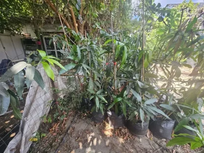 מנגו הודי 'קיט'