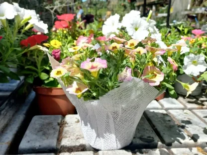 עציץ רב-עונתי ביוטה לבנה