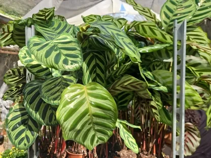 קלתחאה מקוינית