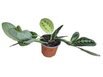 מרנטה לבנת עורקים