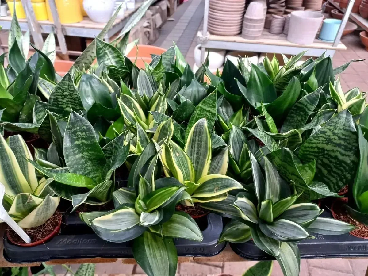 סנסיווריה נמוכה דמוית משפך בעציץ קטן – מופעים שונים