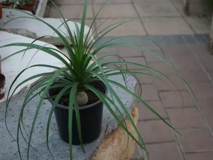 נולינה צעירה