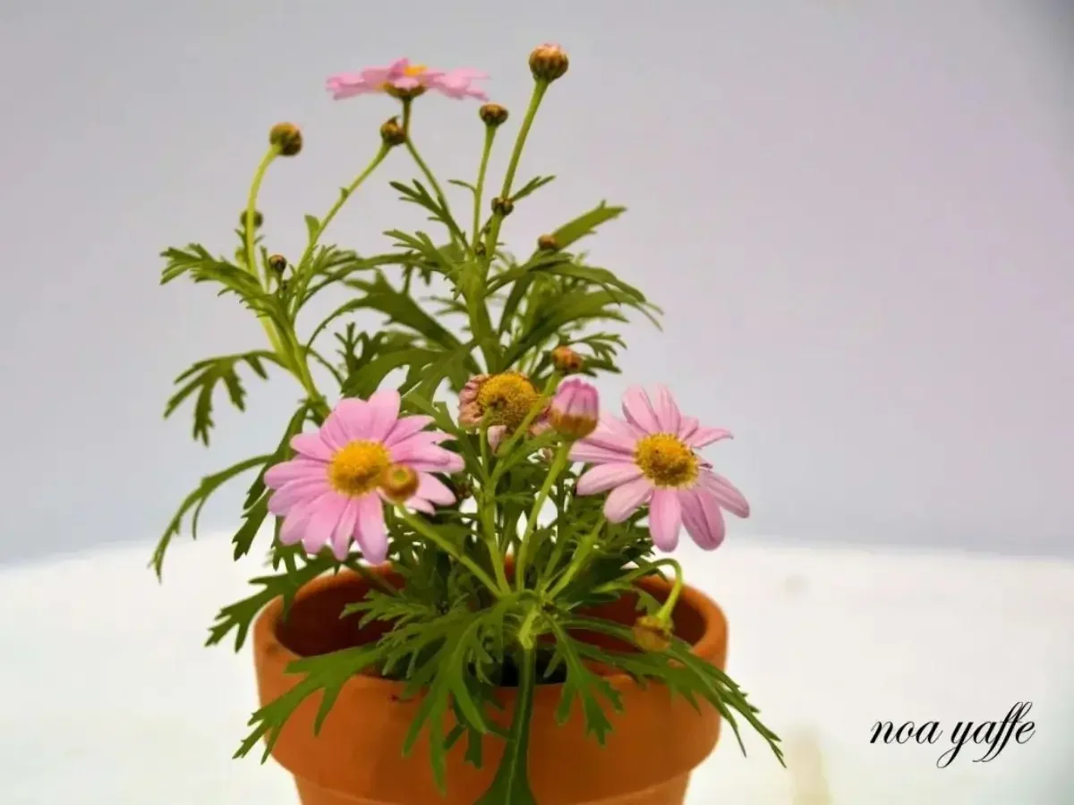 חרצית הגינה ורוד