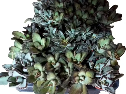 ניצנית לבידה יבוא מהולנד