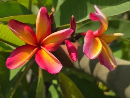 פלומריה "ננדי ריינבאו" 92 – פריחה כתום צהוב ורוד