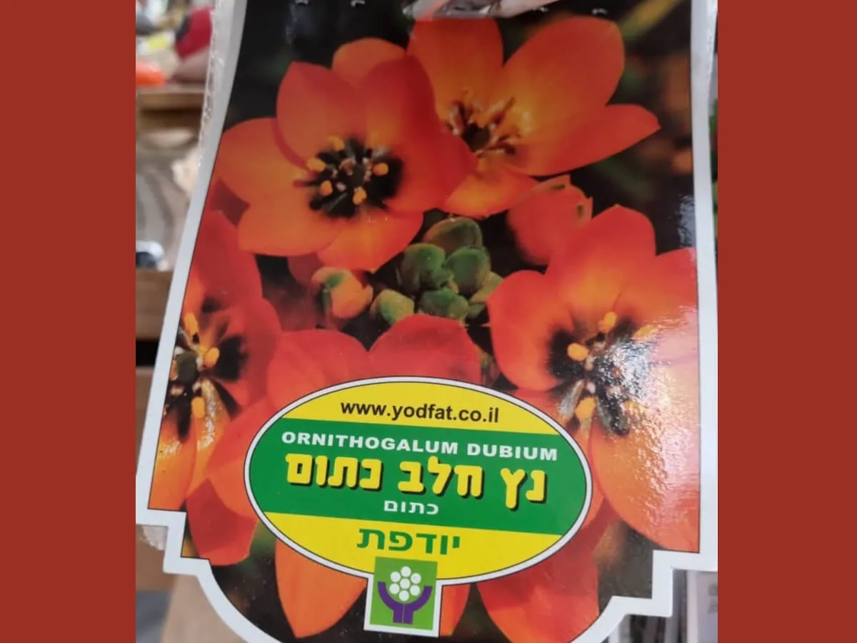 פקעות נץ חלב כתום
