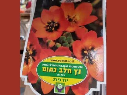 פקעות נץ חלב כתום