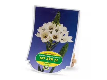 נץ חלב לבן פקעות