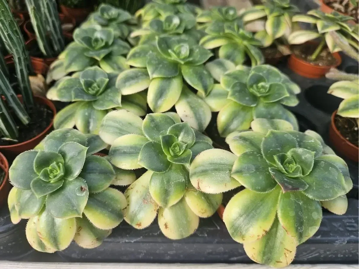 נצחה מגוונת – סוקולנט שושנתי בעל עלווה בהירה