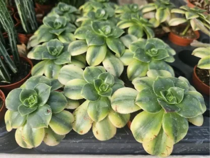 נצחה מגוונת – סוקולנט שושנתי בעל עלווה בהירה