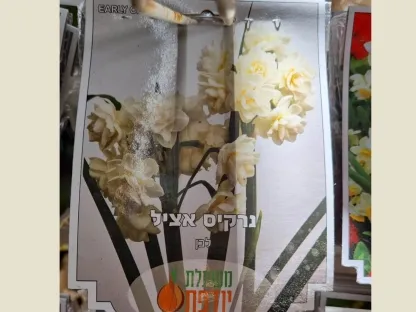 פקעת נרקיס אציל לבן