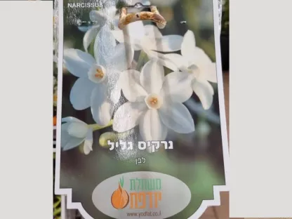 פקעת נרקיס גליל לבן