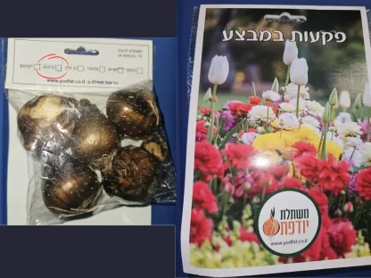 פקעות נרקיס חצוצרה לבן-צהוב