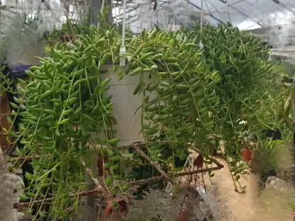 סביון כדורי, "דמעות תינוק"