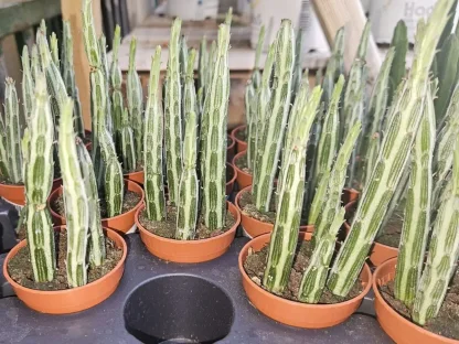 סביון סטפלי – סוקולנט ירוק מפוספס במראה אנכי