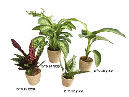 סט 4 סלים בית עציץ מקש מבצע חגים