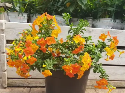 סטרפטוסולן ג'מיסון