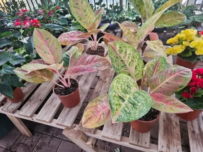 אגלונמה אדומה עגולה ססגונית