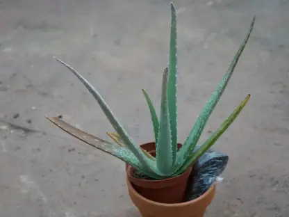 אלוי אמיתי בערכת שתילה אישית