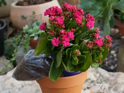 ניצנית שלל צבעים בערכת שתילה אישית