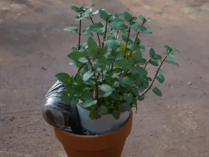 צמח תבלין בערכת שתילה אישית