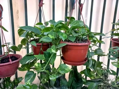 פותוס ירוק, פוטוס ירוק