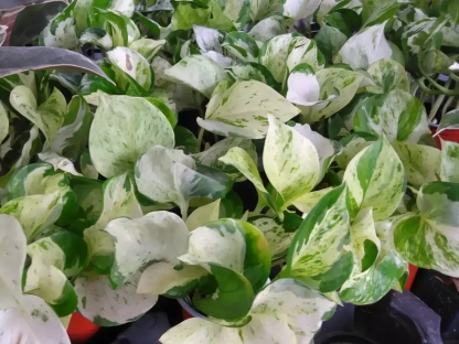 פוטוס מגוון לבן