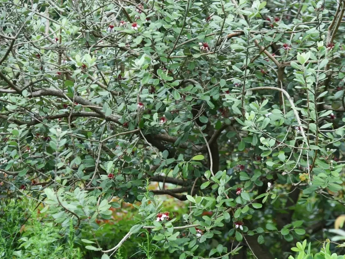 פיג׳ואה תרבותית סלור – עץ פרי ונוי
