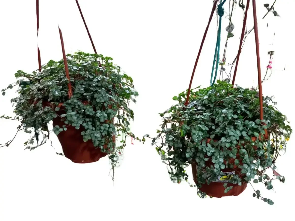 פילאה בסלסלת תליה