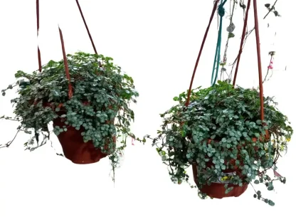 פילאה בסלסלת תליה