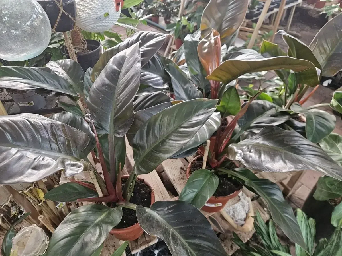 פילודנדרון אימפרייל אדום