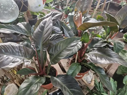 פילודנדרון אימפרייל אדום