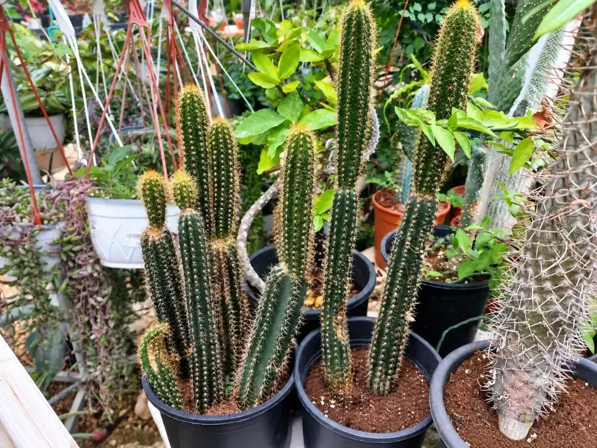 קקטוס פילוסוקריאוס פלמרי