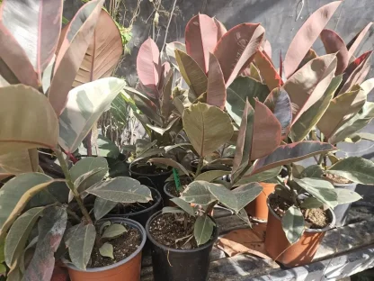 פיקוס הגומי בליז