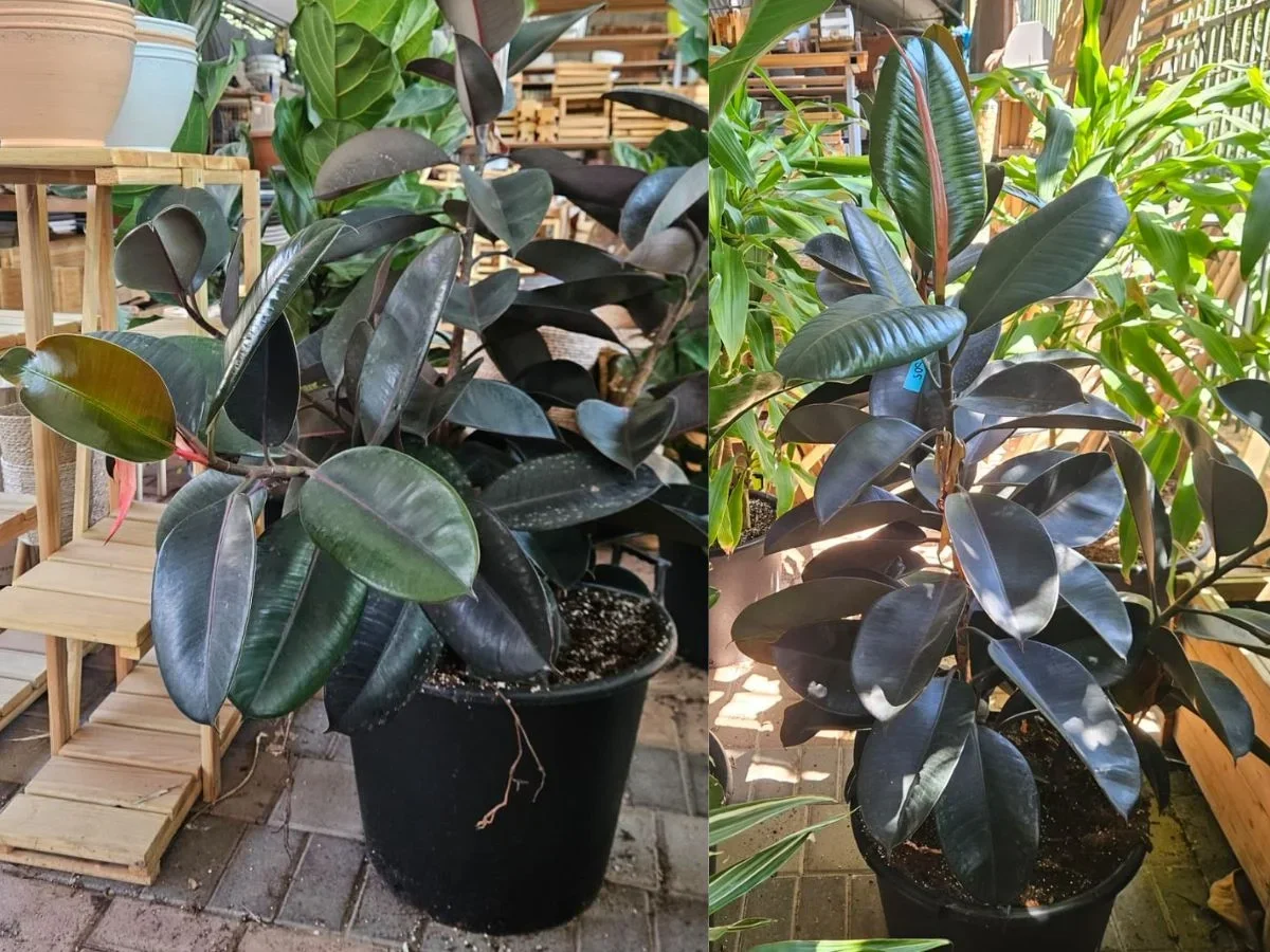 שלישיית פיקוס הגומי לחללים סגורים מוארים