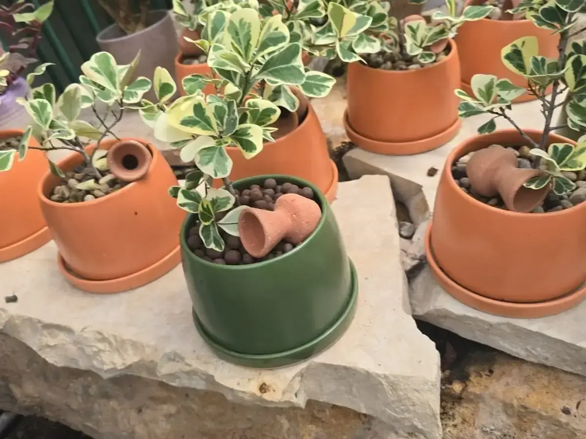 פיקוס הלבבות מגוון Ficus triangularis variegata