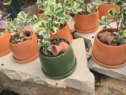 פיקוס הלבבות מגוון Ficus triangularis variegata