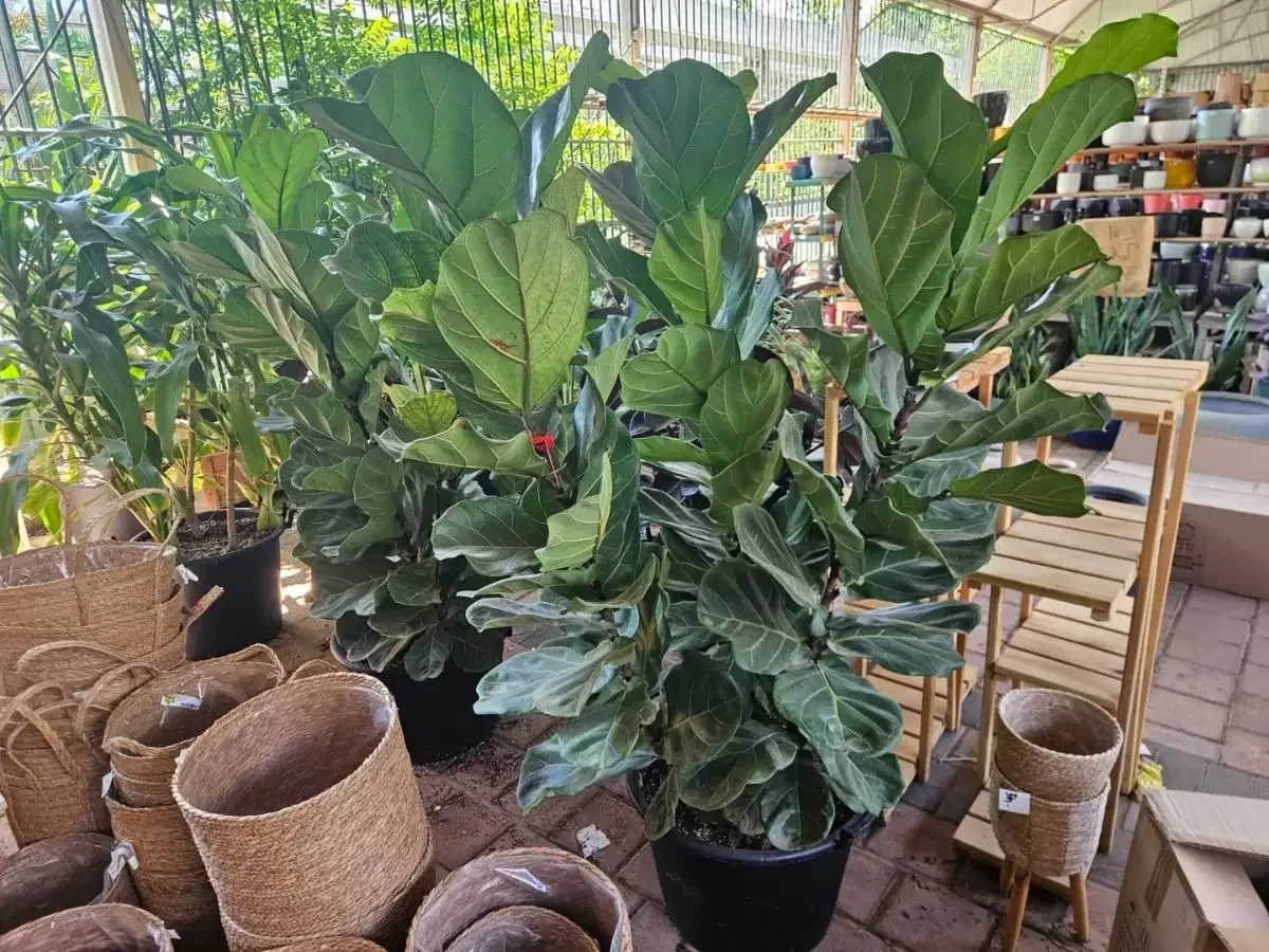 פיקוס כינורי 50 ליטר
