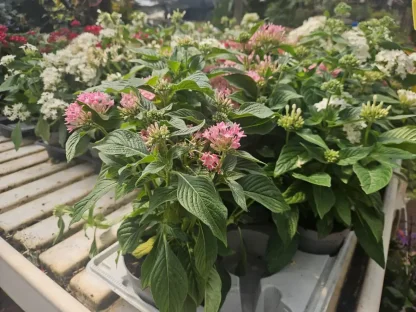 פנטס איזמלני עציץ 10-12 ס"מ בצבע ורוד