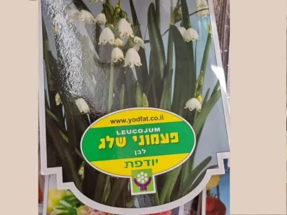 פקעות פעמוני שלג