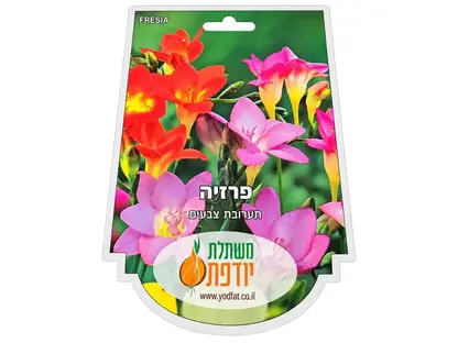 פקעות פרזיה תערובת צבעים