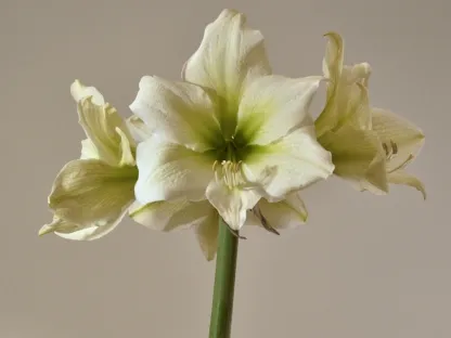 פקעות אמריליס לבן