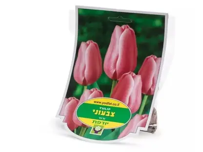 פריחת צבעוני סגול פקעות יודפת