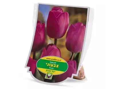 פריחת צבעוני סגול פקעות יודפת