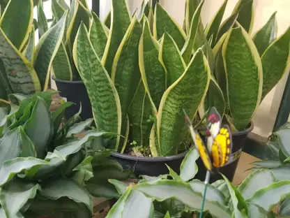 כידונן משלשת פסים צהב שוליים סנסיוריה